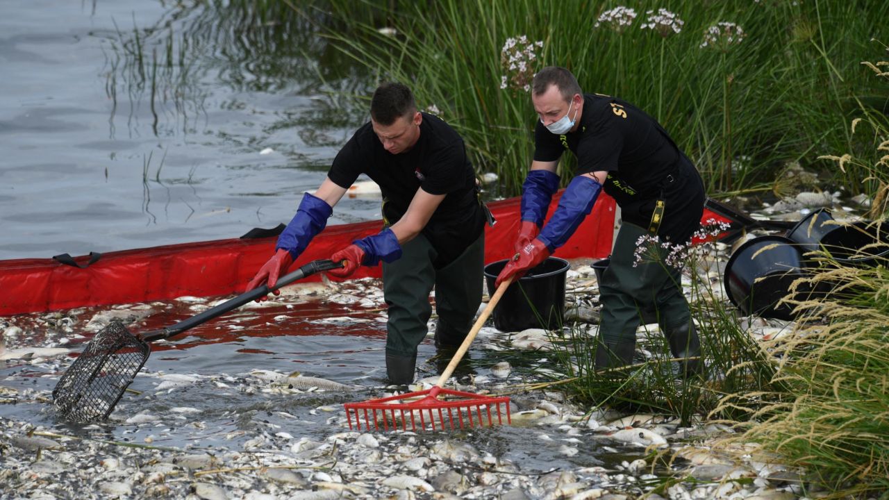 Dead fish are removed from the Oder river by the German border, in Krajnik Dolny, Poland on Saturday.