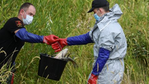Dead fish are removed from the Polish side of the river Oder on Saturday.