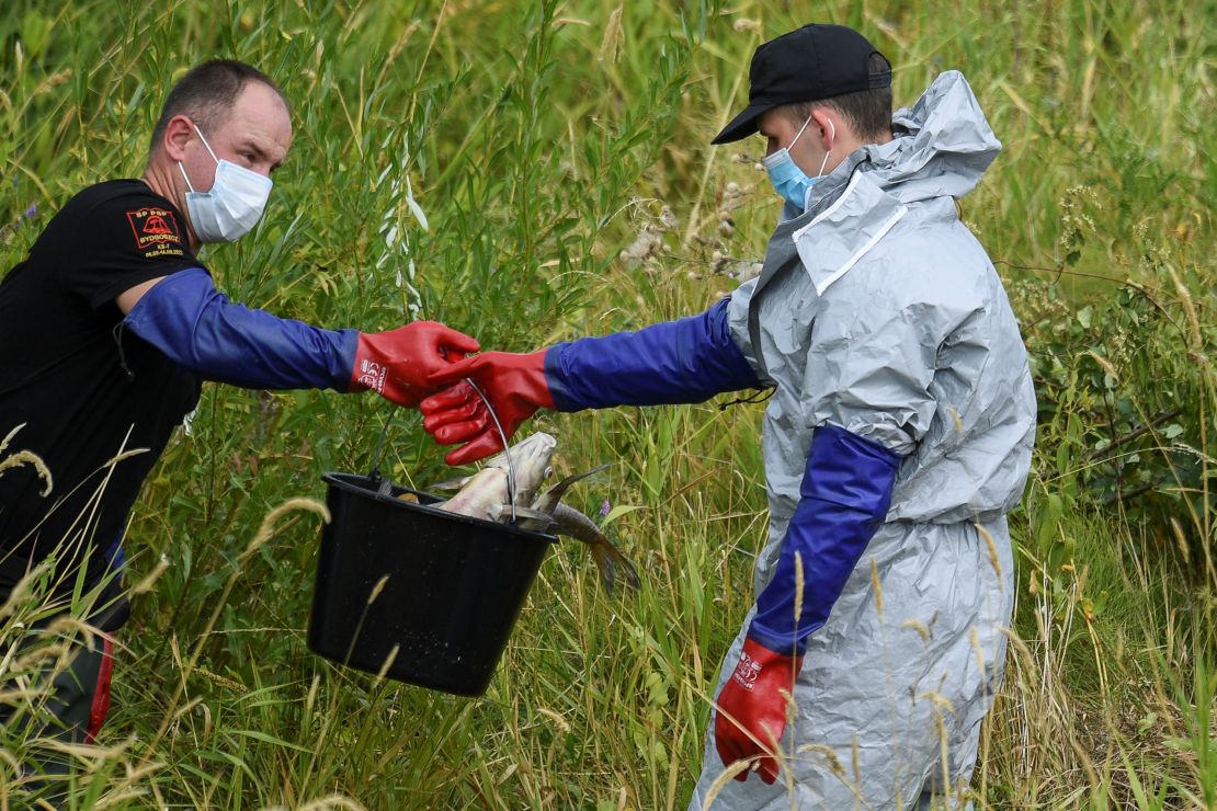 Dead fish are removed from the Polish side of the river Oder on Saturday.