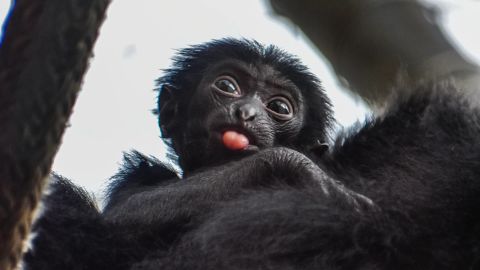 The Virginia Zoo's newest addition to its clan of endangered siamangs will be named by a member of the public through an auction.
