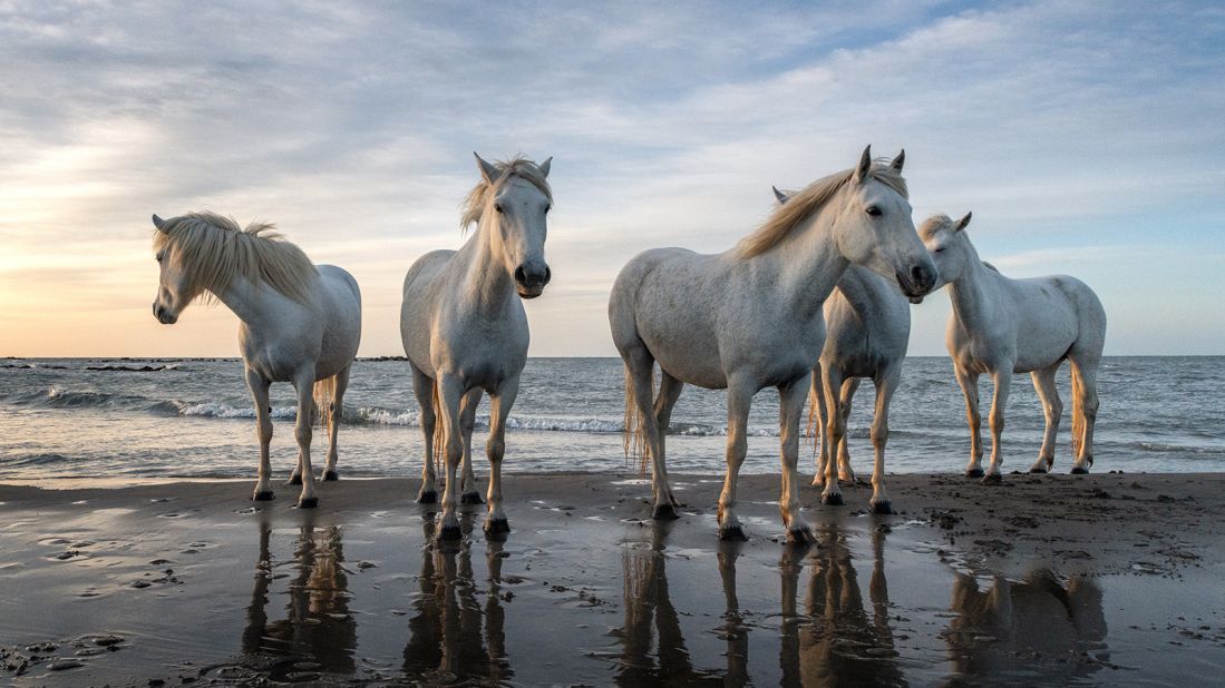 <strong>Camargue, France:</strong> In France's Camargue, the Rhône River meets the Mediterranean Sea, and the wetland area is home to distinctive white horses. 