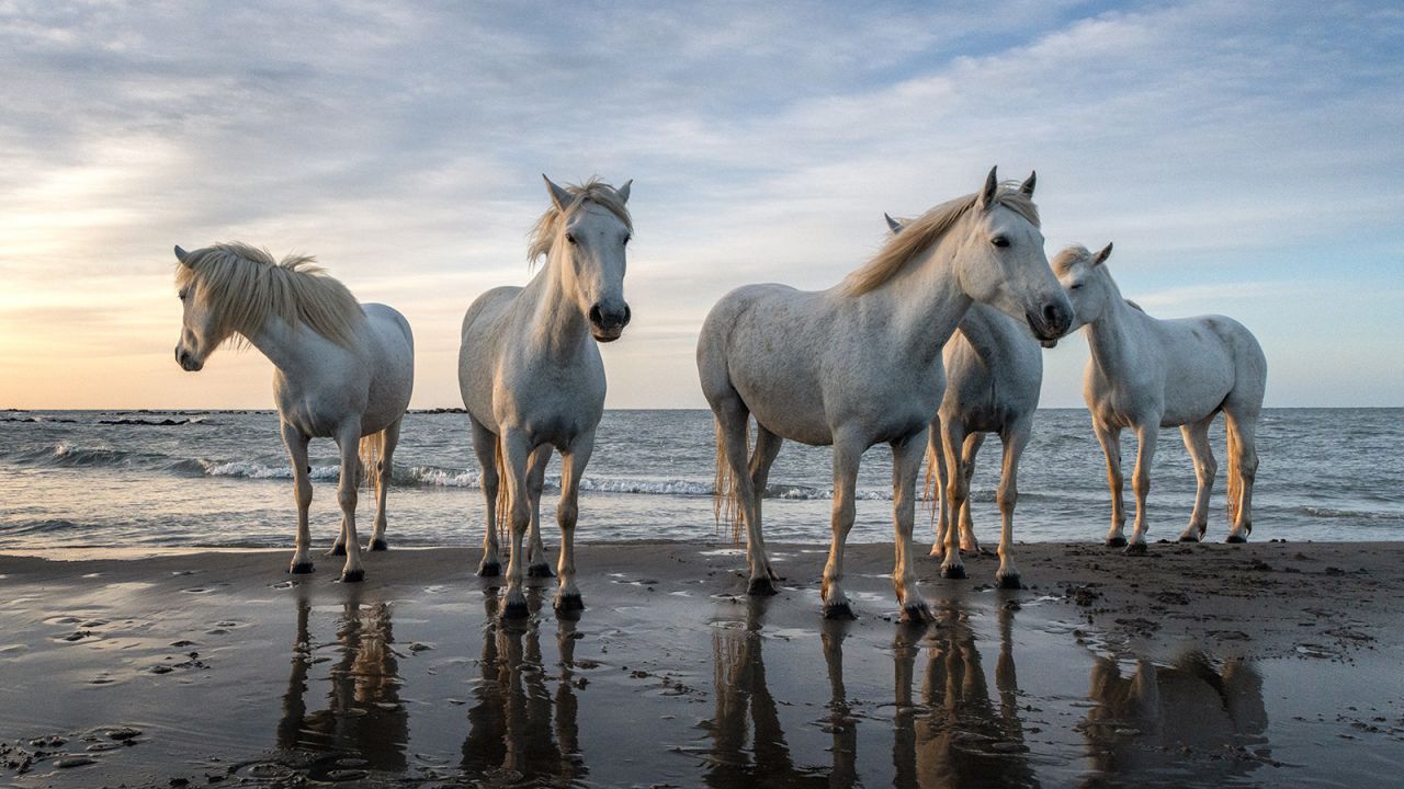 <strong>Camargue, France:</strong> In France's Camargue, the Rhône River meets the Mediterranean Sea, and the wetland area is home to distinctive white horses. 