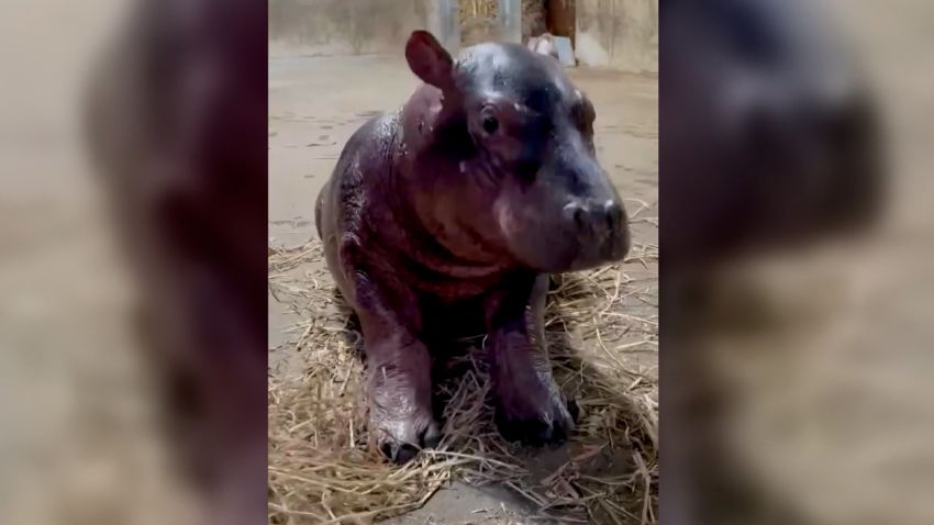 baby hippo moos vpx