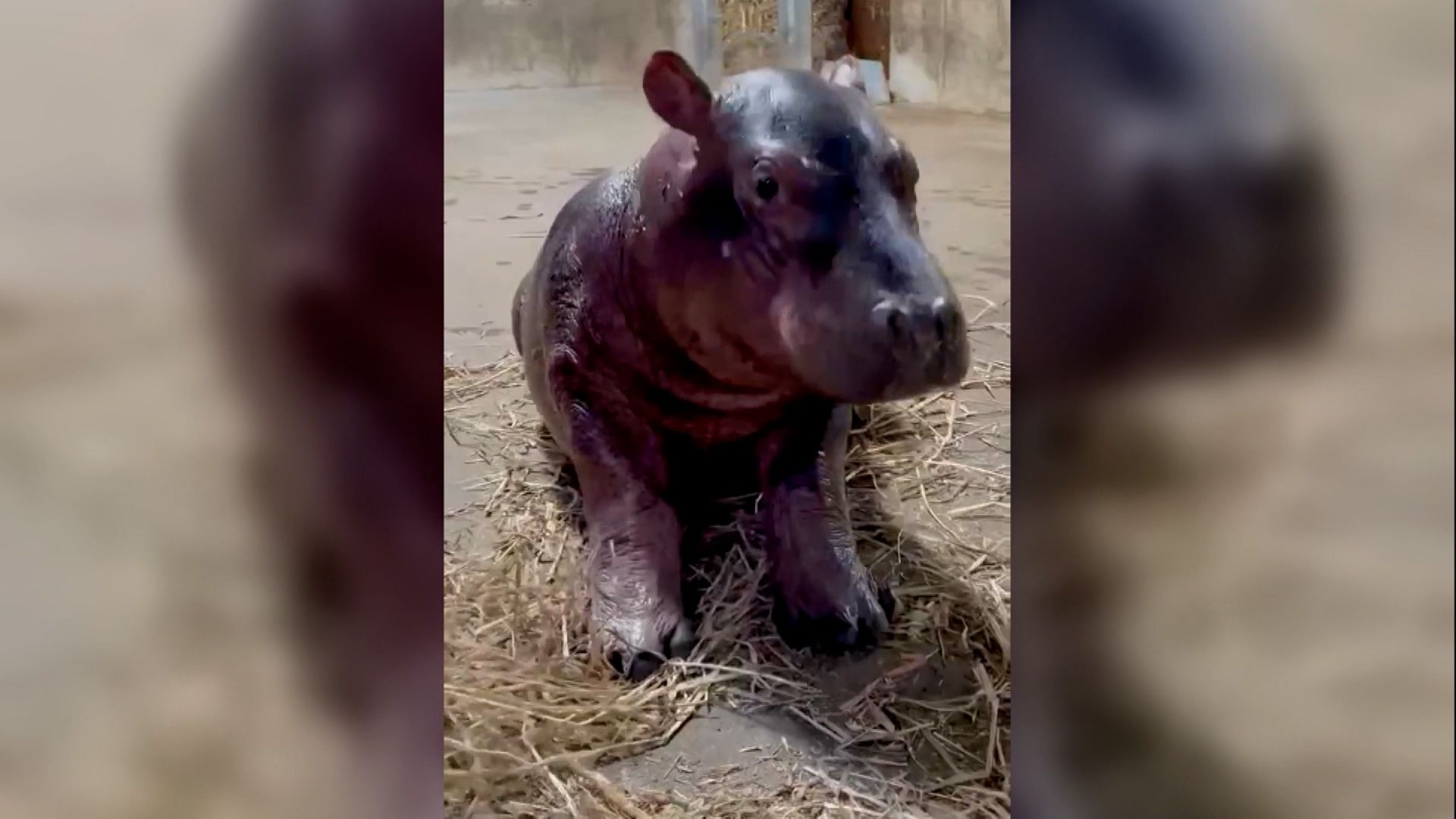 A baby hippo at the Cincinnati Zoo just got his official name