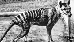 A Tasmanian tiger photographed at Berlin zoo in 1933.
