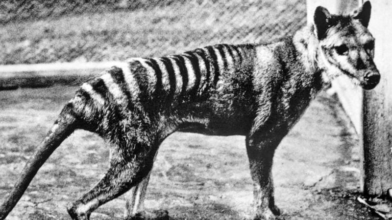 Bones Indicate Tasmanian Tiger, Now Extinct, Ambushed Its Prey - The New  York Times