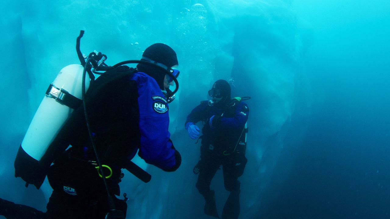 Researchers dove off the coast of East Greenland to study tiny snailfish.