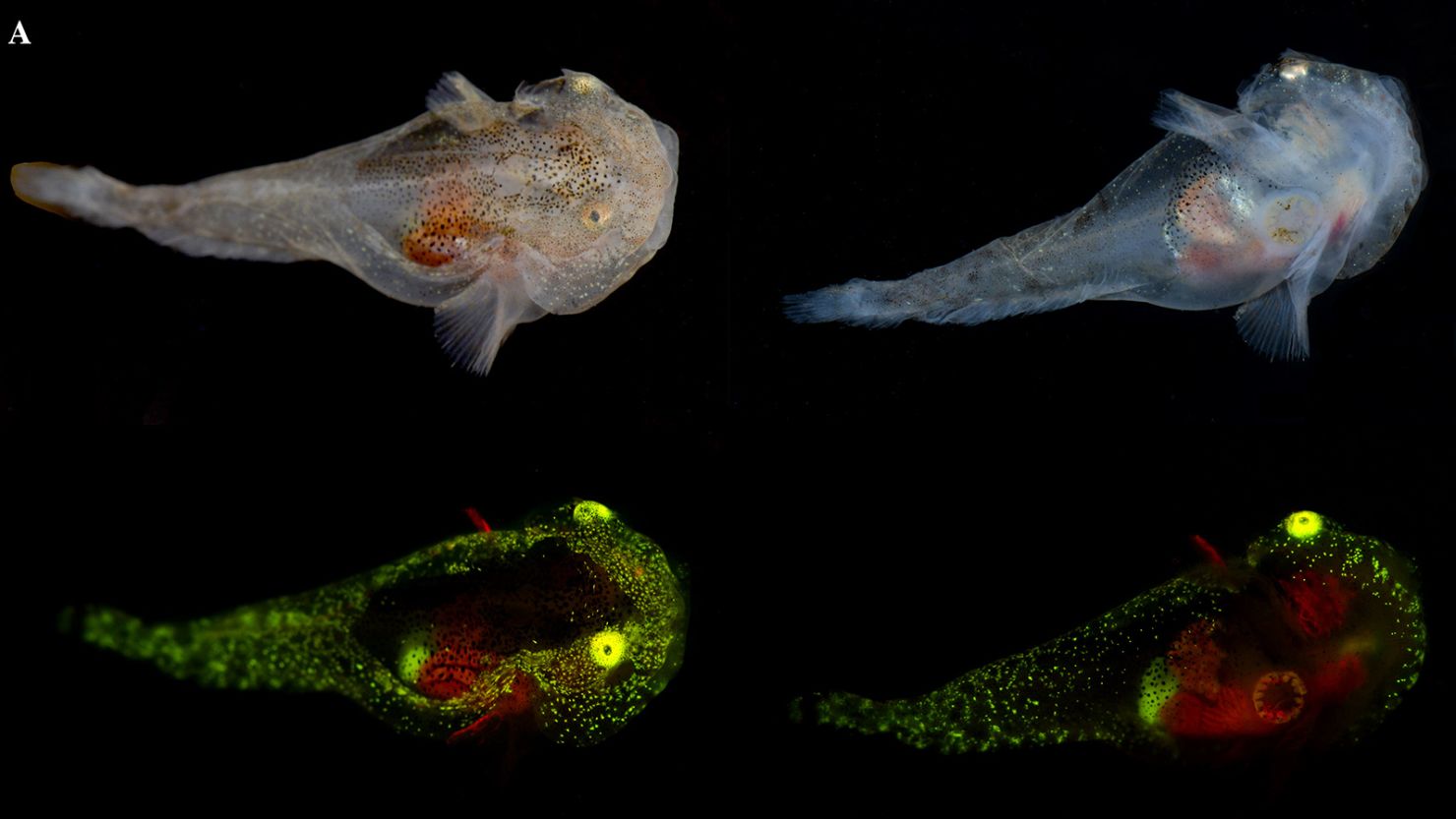 The tiny snailfish is full of antifreeze proteins and also glows in green and red.