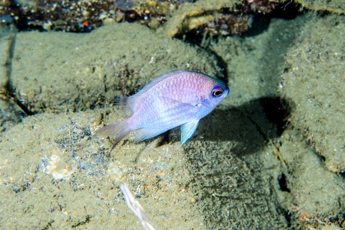 Rocha says he has discovered around 30 new species during his studies in the twilight zone, such as the Chromis bowesi (pictured) which he first collected in the Philippines in 2013. "Every dive we do to those depths is a new discovery," he says.