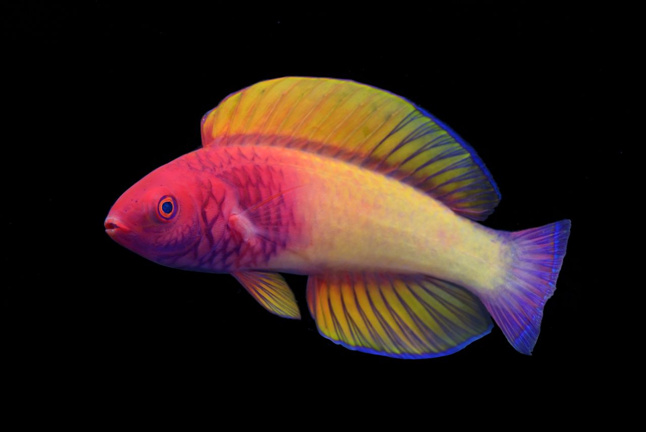 In tropical and subtropical waters, between 200 and 500 feet deep, lies the reef twilight zone, or mesophotic coral ecosystem. Very little light penetrates these depths and the realm has long been a mystery to humans. But scientists like Luiz Rocha are shining a light on deep underwater life, and it's anything but dull. In 2022, Rocha and team identified this rainbow-colored fish in the Maldives, which they officially named Cirrhilabrus finifenmaa, or the <a href="https://edition.cnn.com/2022/03/10/world/rose-fairy-wrasse-rainbow-fish-scn/index.html" target="_blank">rose-veiled fairy wrasse</a>, after the island's national flower. 