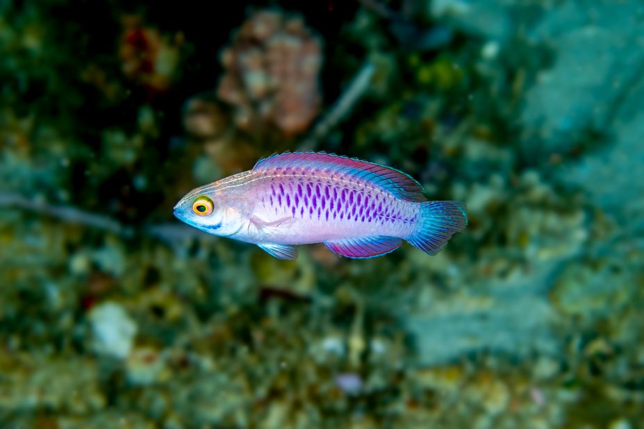 Officially recognized as a new species in 2019, the Cirrhilabrus wakanda -- found in Zanzibar and more commonly known as the vibranium fairy wrasse -- was named after the fictional East African nation of Wakanda, home of the superhero Black Panther. Vibranium refers to the rare metal that is woven into Black Panther's suit, which Rocha and his team thought the purple, chain-link scale pattern on the new species resembled. 