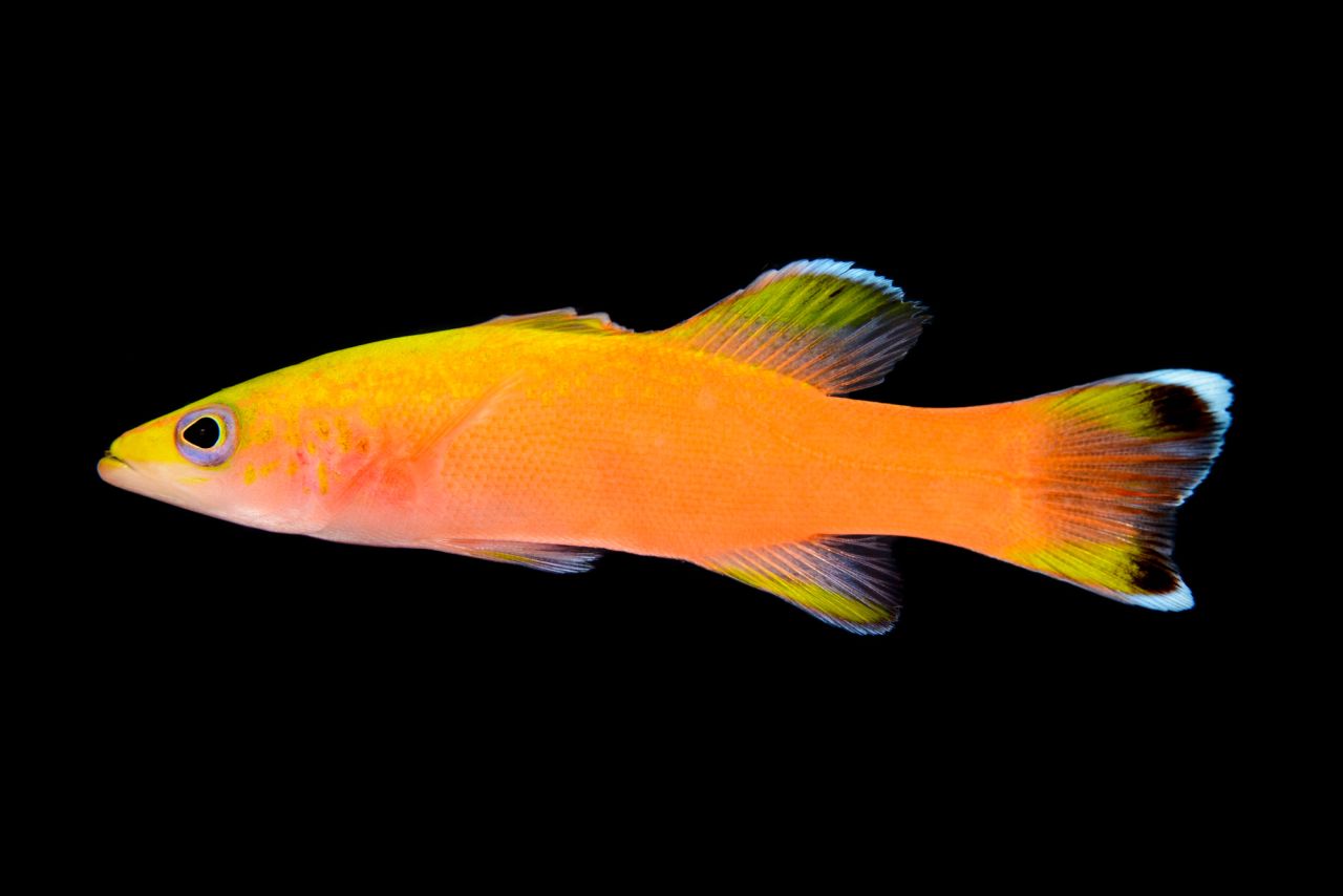 When studying a fish, Rocha and his team collect genetic samples, sequence its DNA and compare it to similar-looking fish. This way they can determine if it's a new species. The Liopropoma incandescens or incandescent basslet -- named after its vivid yellow-orange glow -- was first collected in Pohnpei, Micronesia in 2017 and officially recognized as a new species two years later. 
