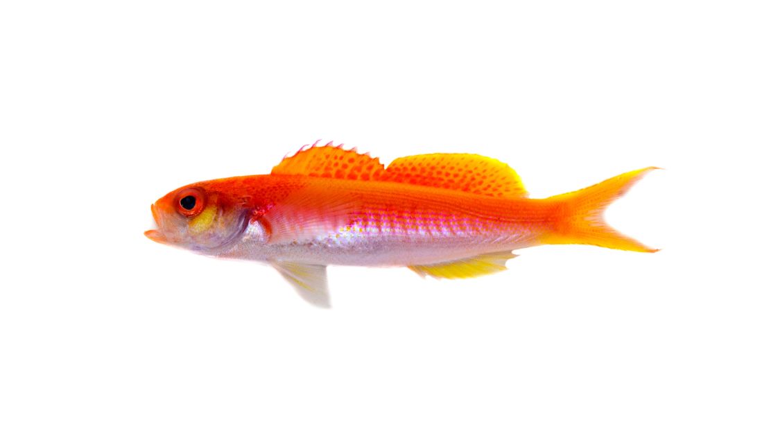 In the same year, Rocha discovered another orange fish in Rapa Nui (Chile's Easter Island) naming it Luzonichthys kiomeamea, as kiomeamea means "red fish that takes refuge in a cave" in the Rapa Nui language. It is more commonly referred to as the Rapa Nui splitfin.