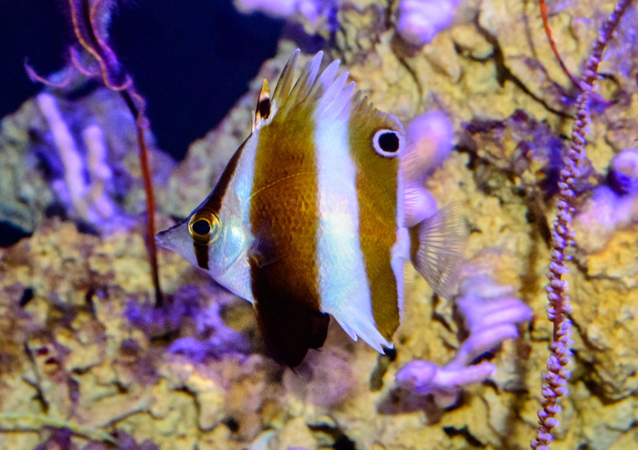 The Roa rumsfeldi or deep-blackfin butterflyfish was found in the Philippines in 2015. It was named in honor of American politician Donald Rumsfeld who once said: "there are known knowns; there are things we know we know. We also know there are known unknowns; that is to say we know there are some things we do not know. But there are also unknown unknowns -- the ones we don't know we don't know." Rocha and his team thought the butterflyfish was a perfect example of an unknown unknown.