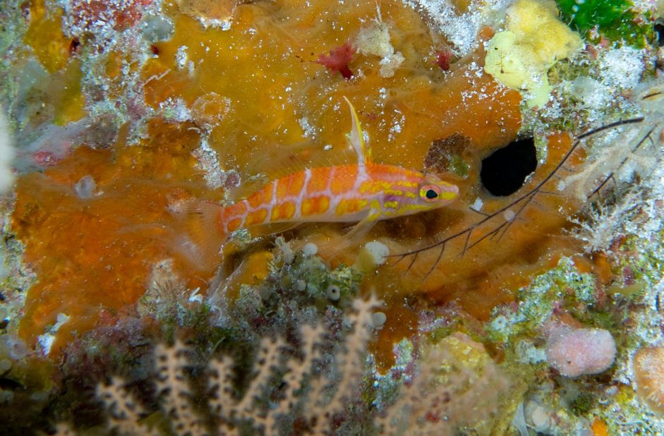 The Plectranthias polygonius, or polygon perchlet, found in the tropical Central Pacific in 2019 was named for the orange rhombus shapes on its midline that distinguish it from other perchlets. Rocha loves studying the twilight zone because of the thrill of discovery. "Some of my most exciting discoveries are the new species," he says. "I love natural history, I love naming things."