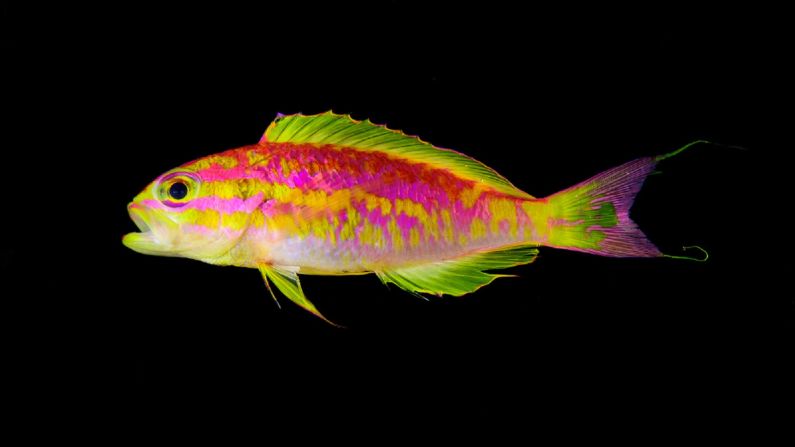 The stripy fluorescent Tosanoides aphrodite, commonly known as Aphrodite Anthias, was discovered at St. Paul's Rocks in Brazil in 2017. Rocha and his colleague Hudson Pinheiro named it after the ancient Greek goddess of love and beauty because they were so enchanted by the exquisite species. While capturing the fish they failed to spot a huge shark circling above -- filmed by another member of the team in this <a href="index.php?page=&url=https%3A%2F%2Fwww.youtube.com%2Fwatch%3Fv%3DpSZrmoEwR0Q" target="_blank" target="_blank">video</a>.