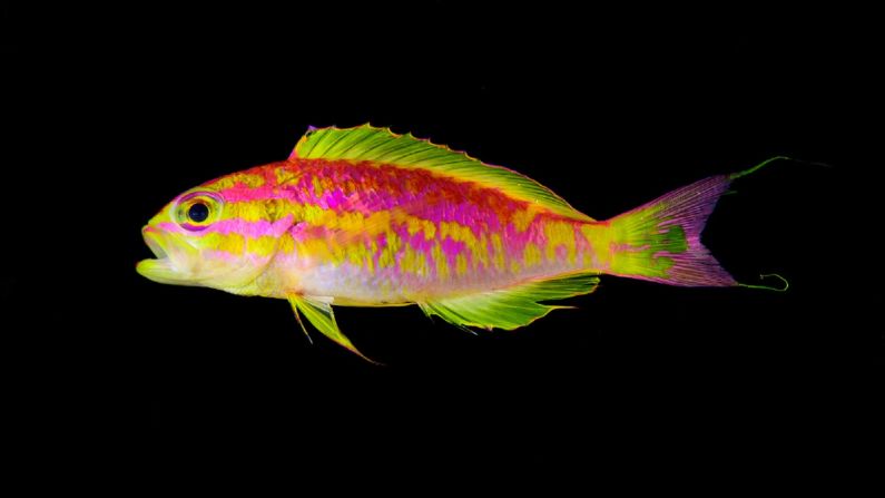 The stripy fluorescent Tosanoides aphrodite, commonly known as Aphrodite Anthias, was discovered at St. Paul's Rocks in Brazil in 2017. Rocha and his colleague Hudson Pinheiro named it after the ancient Greek goddess of love and beauty because they were so enchanted by the exquisite species. While capturing the fish they failed to spot a huge shark circling above -- filmed by another member of the team in this <a  target="_blank" target="_blank">video</a>.