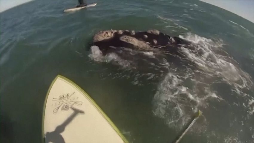 video thumbnail whale encounter argentina