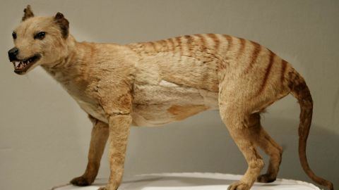 A Tasmanian tiger exhibit is displayed at the Australian Museum in Sydney in 2002.