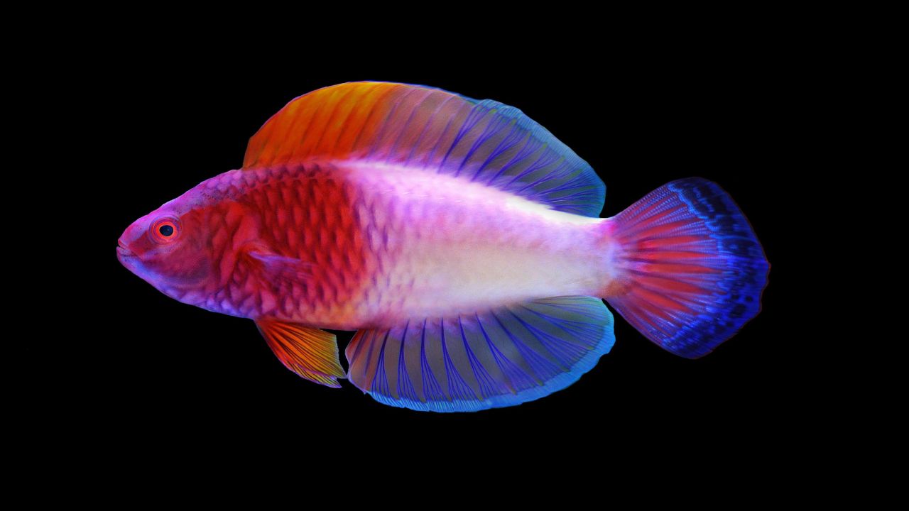 This year, Luiz Rocha identified the Cirrhilabrus finifenmaa or rose-veiled fairy wrasse.
