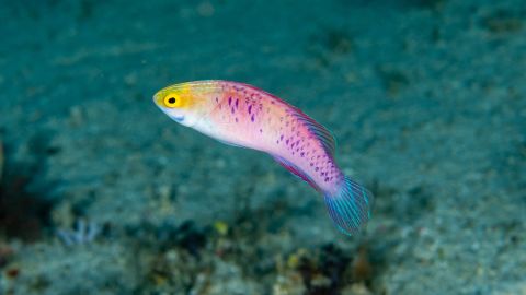 Despite its dimness, the twilight zone is home to fish of a stunning variety of colors, such as the Cirrhilabrus wakanda.