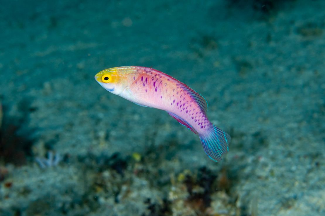In the ocean's twilight zone, this diver is discovering vibrant new species