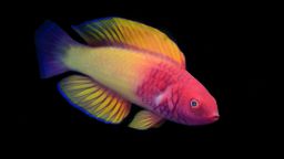 Meet a rainbow fish and other new species discovered in 2022 - CNN