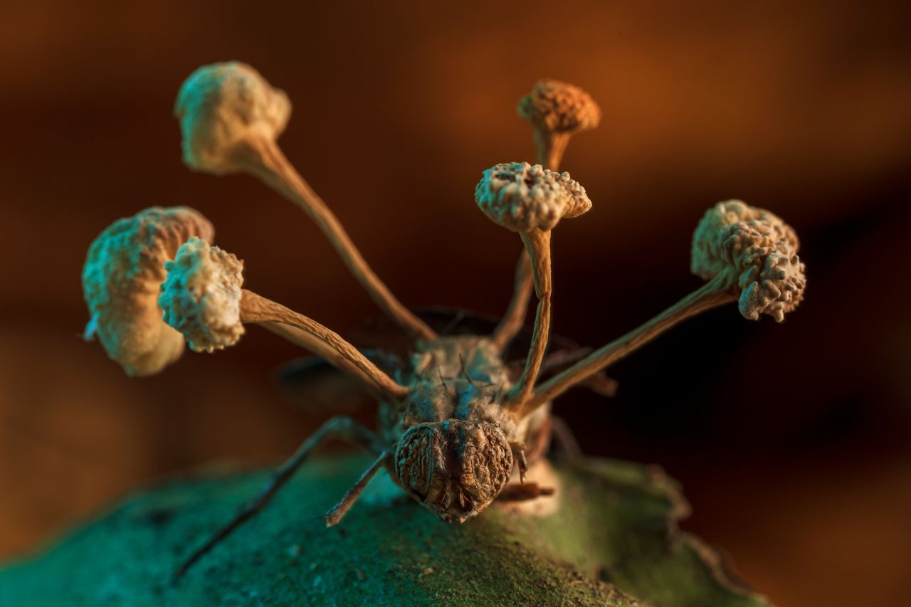 The fruiting body of a parasitic fungus erupts from the body of a fly. 