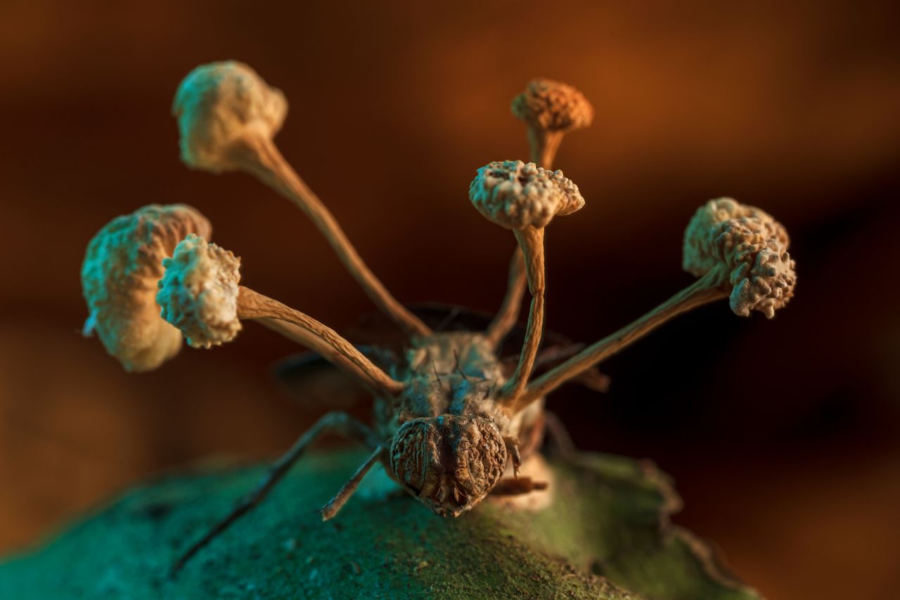 The fruiting body of a parasitic fungus erupts from the body of a fly.