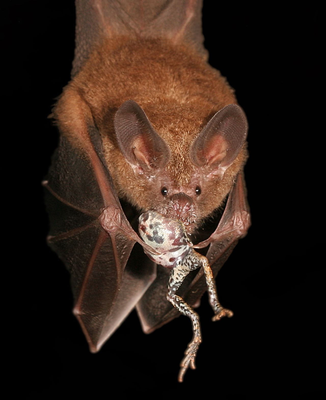  A bat locates its dinner by tuning into a frog's mating call. 