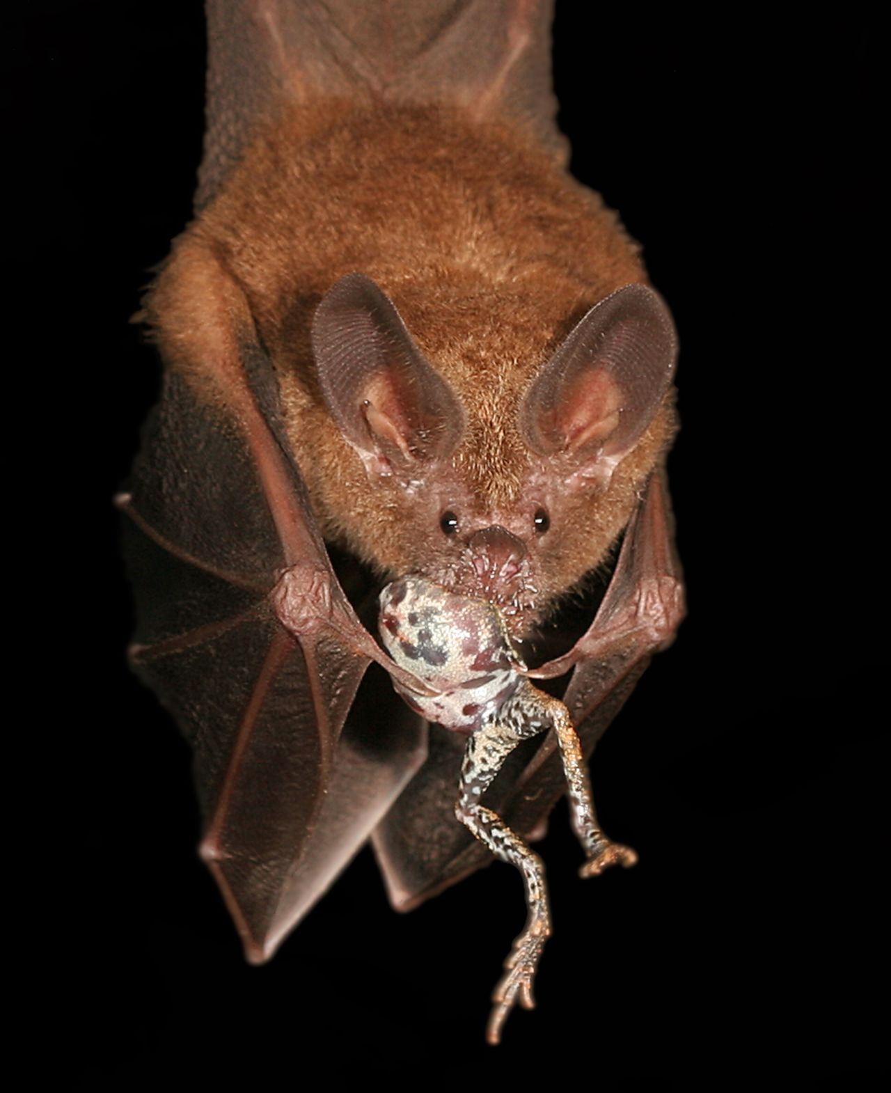 A bat locates its dinner by tuning into a frog's mating call.