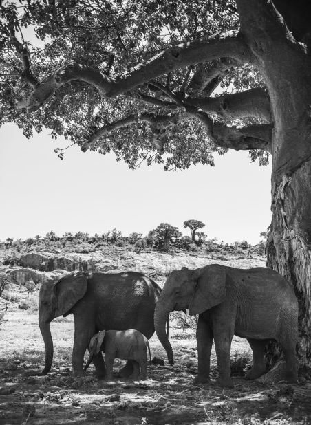 A group of African elephants shelter from the sun under a baobab tree. 