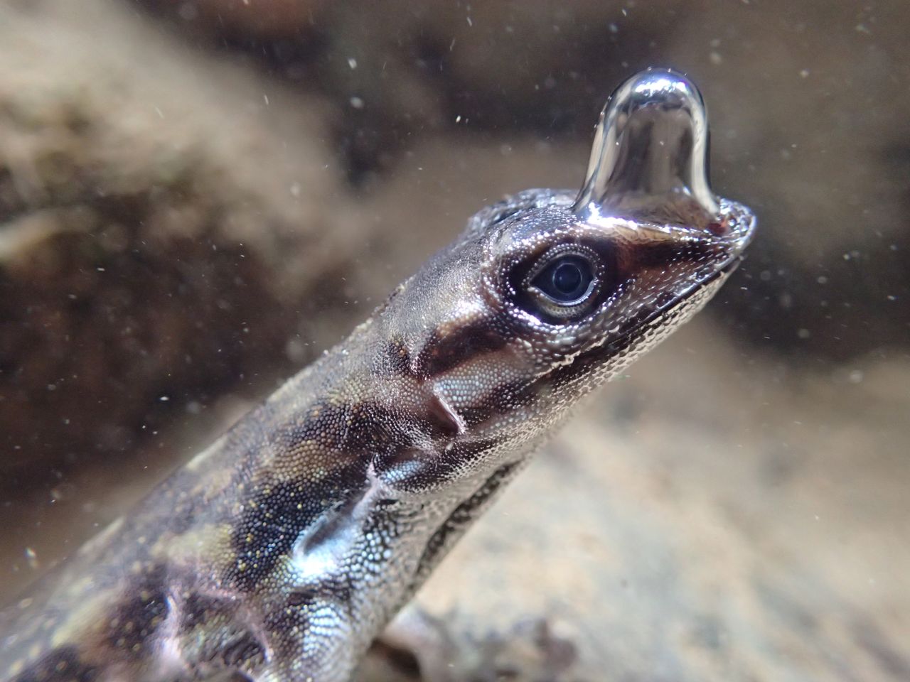 An anole lizard uses a bubble of air to breathe underwater.