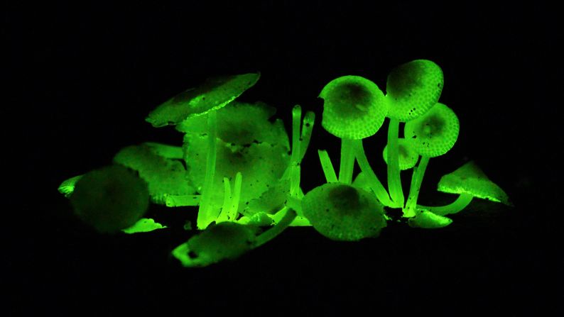 Bioluminescent fungi glow in the Bornean rainforest. 