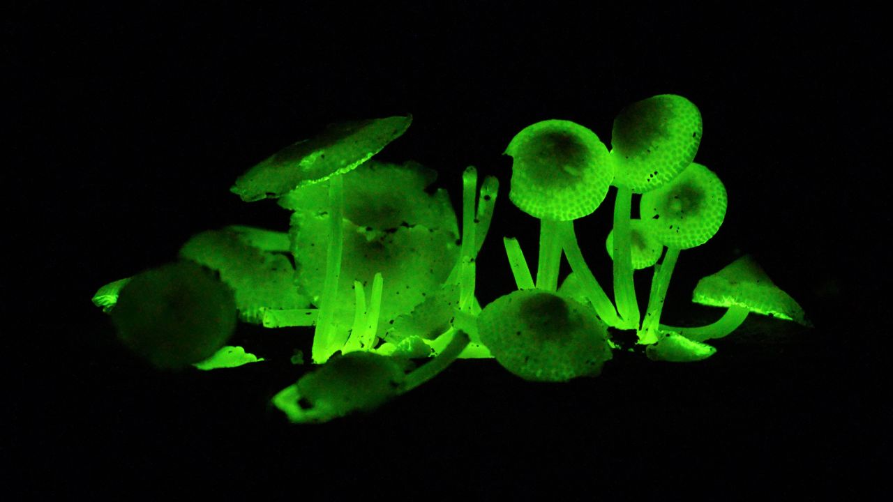 Bioluminescent fungi glow in the Bornean rainforest.