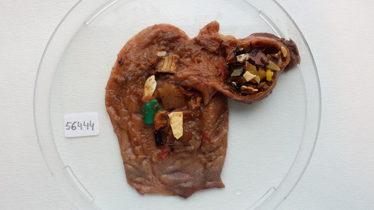 This specimen shows a seabird's stomach is full of plastic waste.