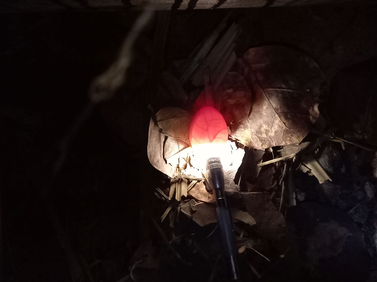 Researchers monitor the eggs of the Bermuda petrel. 