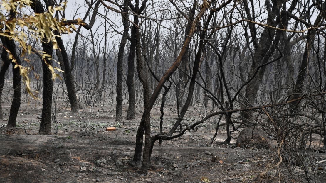 A picture shows a burnt forest following raging fires near Algeria's city of el-Kala on August 17, 2022. 