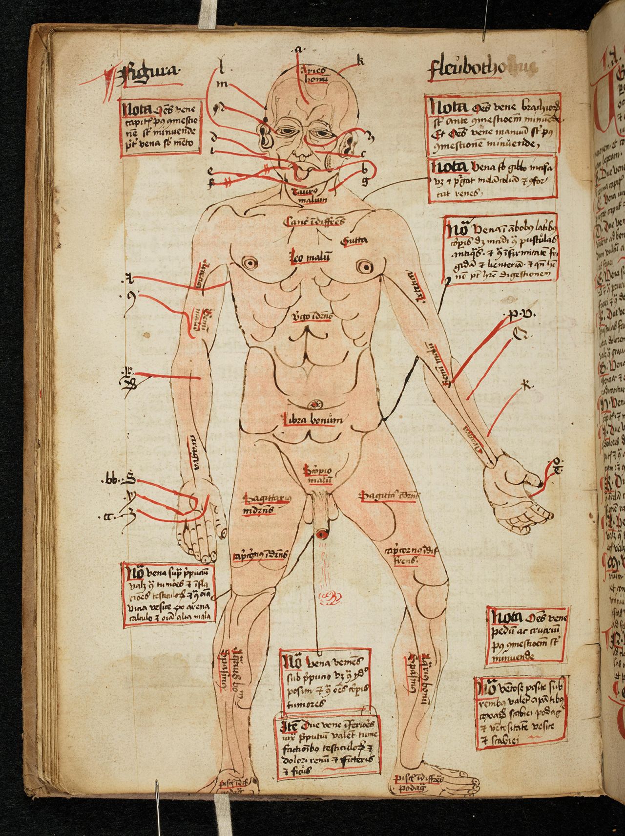 Diagram of the human body, showing the veins to be opened for blood-letting, 16th century 