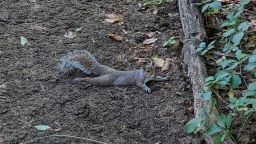 A photo of a squirrel "splooting" -- a behavior the animals use to cool off during hot weather.
