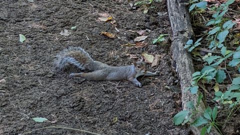 A photo of a squirrel "splooting," a behavior the animals use to cool off during hot weather.