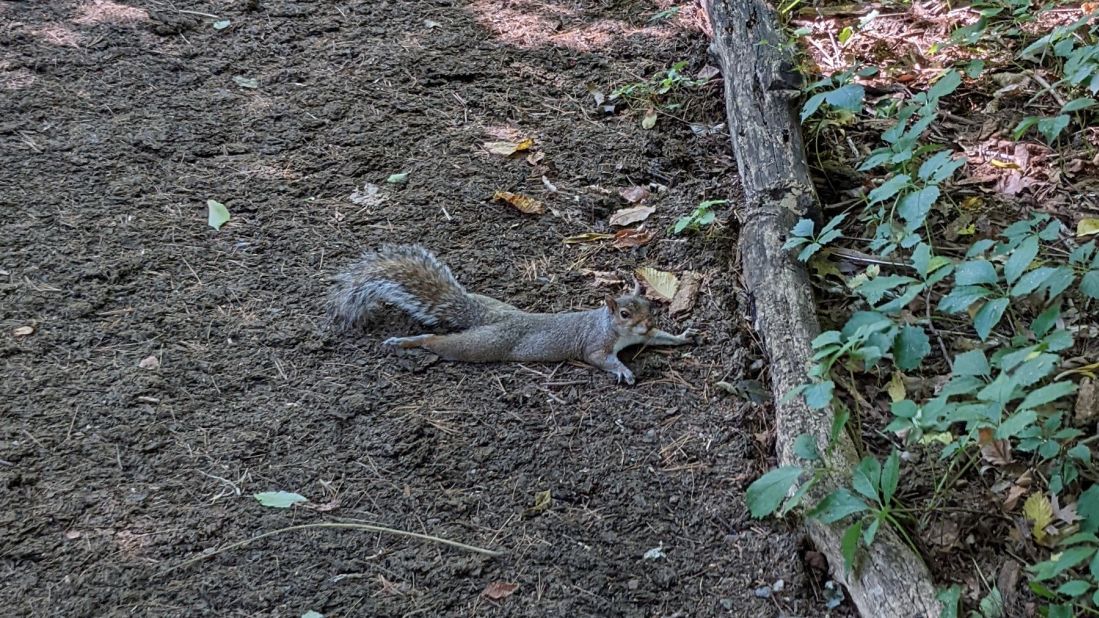 Pooping, splooting, spitting: How wild animals beat the heat