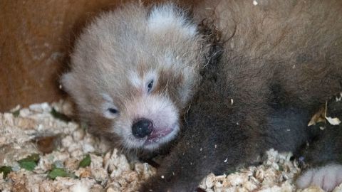 Paradise Wildlife Park, located 20 miles north of London, announced that its endangered red panda Tilly gave birth to a cub one month after the passing of her partner.