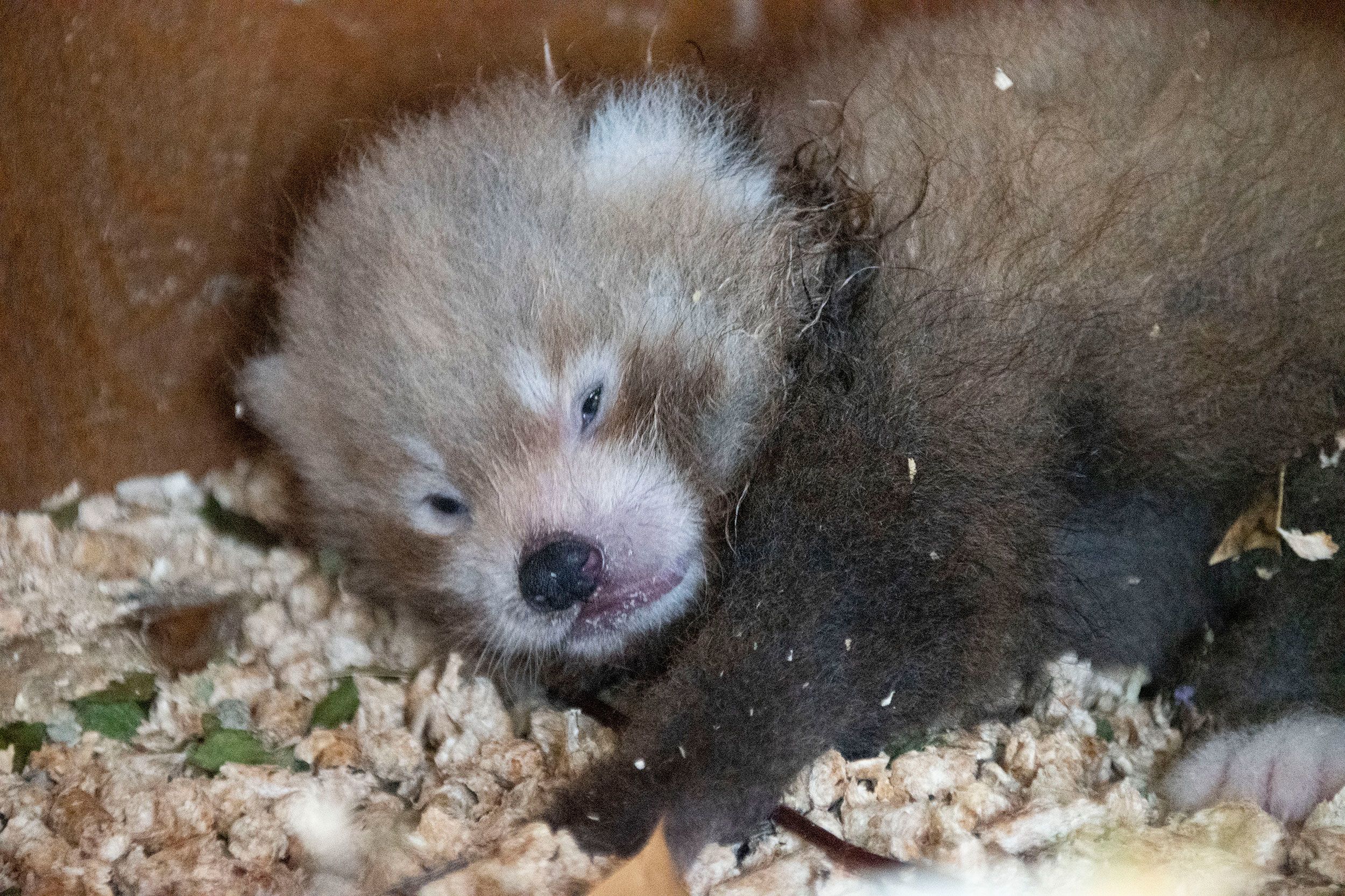 Adorable And Endangered Red Panda Cub Born At Hertfordshire Zoo Cnn