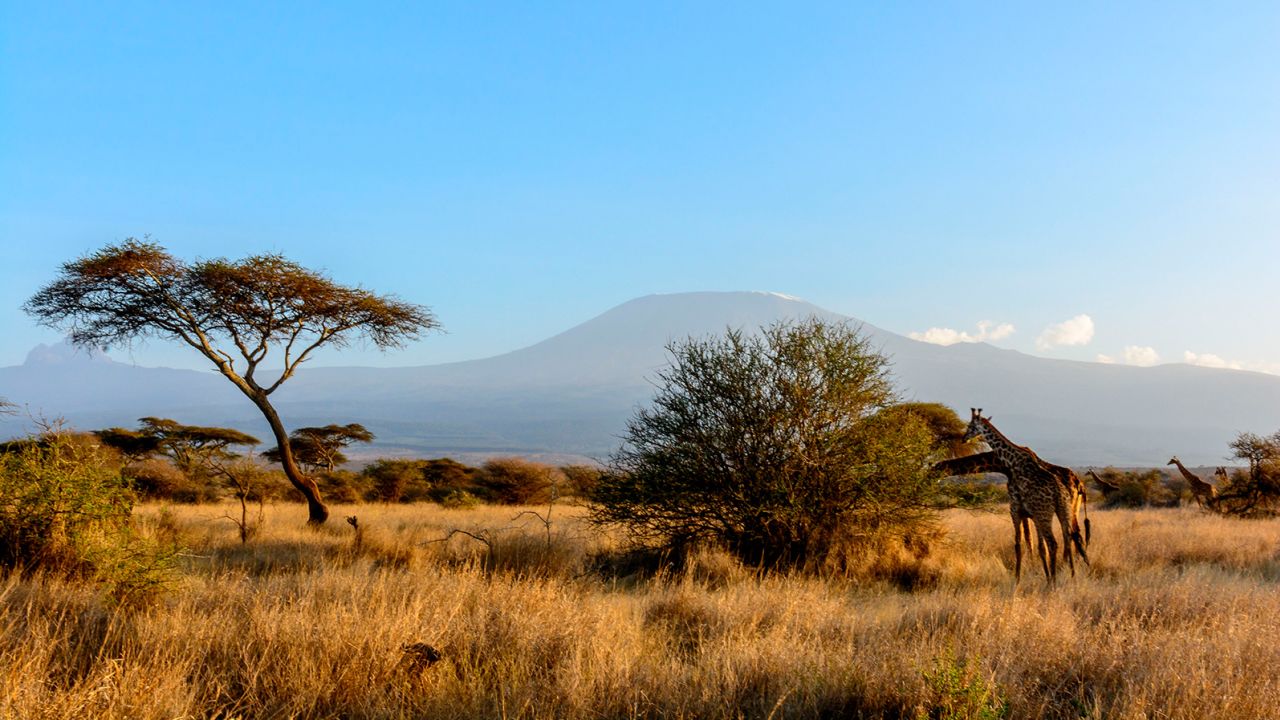 Masai giraffe, Maasai giraffe, or Kilimanjaro giraffe, Giraffa camelopardalis tippelskirchi, with Mt Kilimanjaro and Mt Mawenzi, in Tanzania, on the left from Satao Elerai Conservancy, Near Amboseli National Park, Kenya.