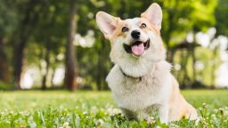 Funny young little welsh corgi dog on the walk with owner, playing and sitting on the green grass in park outdoors. Pet dog good boy relaxing on the ground.