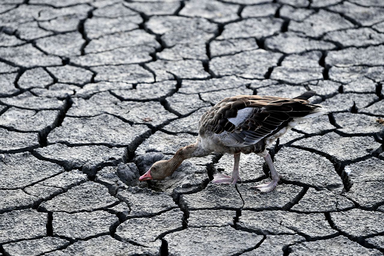 A goose looks for water in the dried lake bed of Lake Velence in Velence, Hungary, on Thursday, August 11. Last week, around <a href="https://www.cnn.com/2022/08/08/europe/eu-uk-drought-warnings-weather-climate-intl/index.html" target="_blank">63% of the land across the EU</a> and UK had either drought warnings or alerts, according to the EU's European Drought Observatory.