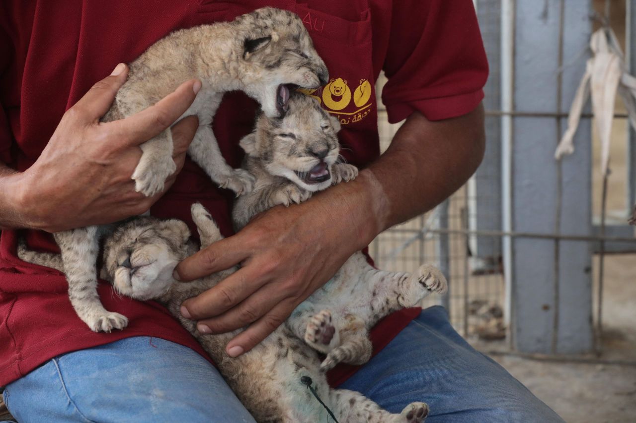 A man shows three newly born lion cubs at a zoo in the Gaza Strip on Saturday, August 13.