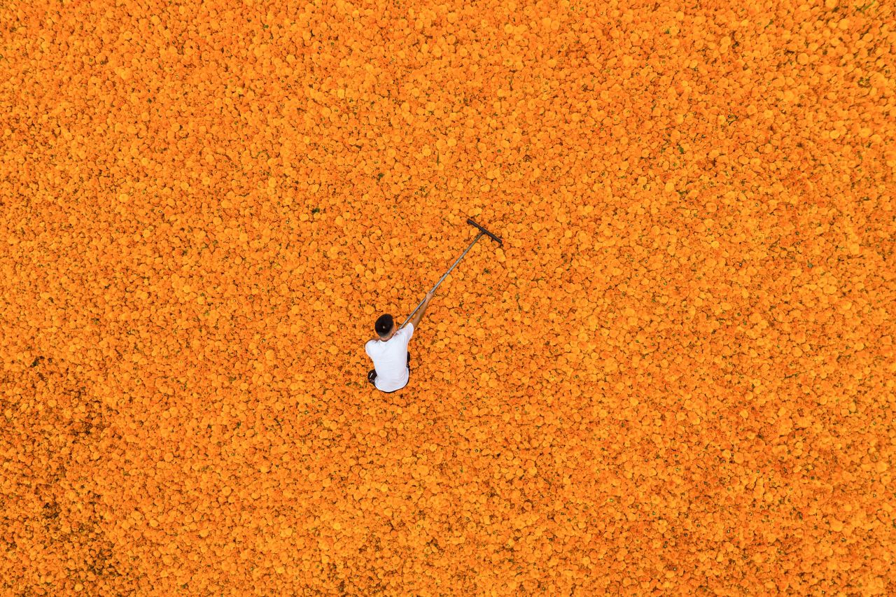 A farmer dries marigold flowers in Bijie, China, on Wednesday, August 17.