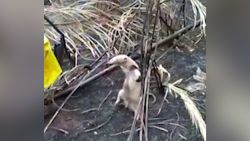 video thumbnail anteater bolivia wildfire 1